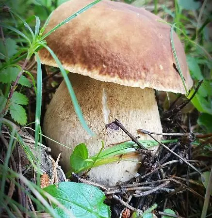 Casa vacanze Calsimunot Matemale